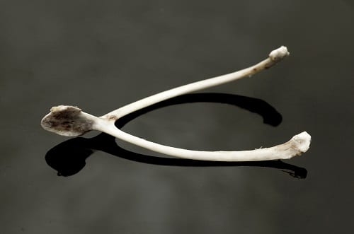 Lucky wishbone superstitions