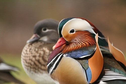 Mandarin ducks lucky love symbol