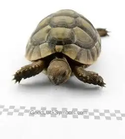 Tortoise symbolism