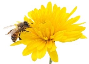 bees in mythology