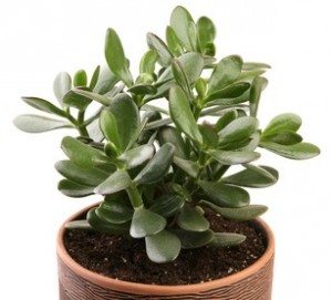 Jade Plant Crassula ovata