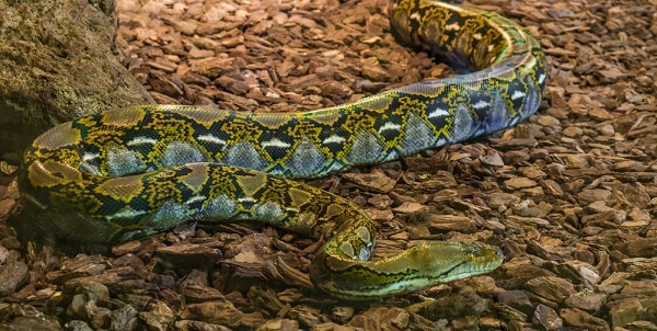 snake superstitions Indian