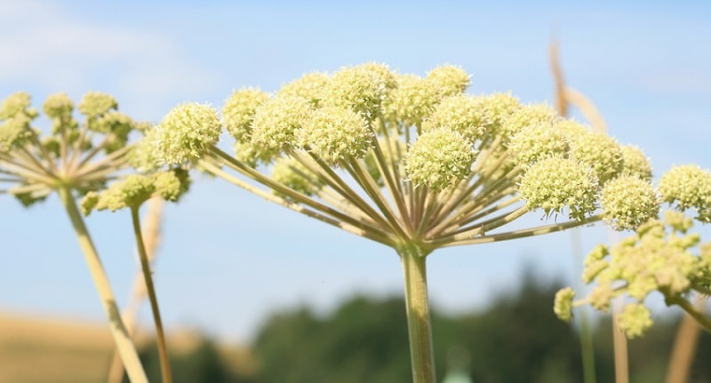 Angelica Herb Superstitions