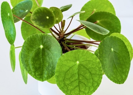 Chinese money plant meaning