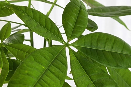 Money tree plant meaning